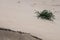 Group of plants growing in a sand