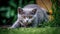 Group of Playful British Shorthair Kittens Outdoors