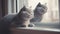 Group of Playful British Shorthair Kittens Outdoors