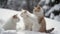 Group of Playful British Shorthair Kittens Outdoors