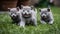 Group of Playful British Shorthair Kittens Outdoors