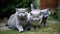 Group of Playful British Shorthair Kittens Outdoors