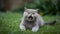 Group of Playful British Shorthair Kittens Outdoors