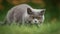 Group of Playful British Shorthair Kittens Outdoors