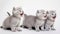 Group of Playful British Shorthair Kittens Outdoors