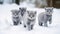 Group of Playful British Shorthair Kittens Outdoors