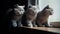 Group of Playful British Shorthair Kittens Outdoors