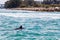 Group of playful dolphins swimming in an azure ocean, surrounded by a variety of aquatic wildlife