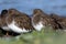 A group of plump Black Turnstone stand quietly on a pebble beach in the winter morning sun