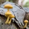 Group of poisonous mushrooms