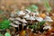 Group of poisonous mushrooms in forest