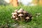 Group of poisonous mushrooms in a grass