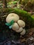 Group of poisonous "Scleroderma citrinum" mushrooms, also known as the "common earthball"