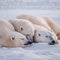 A group of polar bears sleeping in the snow. Generative AI image.