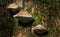 Group Polypore fungi in fall