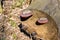 Group of Polypore fungi grows on broken dead trunk. The tinder fungus, hoof fungus with a red edge.