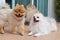 Group of pomeranian dog cute pets family happy