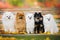 group of pomeranian spitz dog posing on a bench together