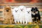 Group of pomeranian spitz dogs posing on a bench together