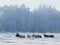 Group of ponies and miniature horses on field