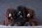 Group of poodle puppies on grey background at studio