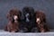 Group of poodle puppies on grey background at studio