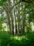 The group of poplars in the Botanical garden of Khorog