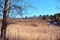 Group of poplars without leaves on other side edge of pine forest, rotten reeds, on a background of blue sky