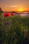 Group of poppies near the road in a morning