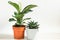 A group of popular potted house plants: Calathea, Maranta, Marantaceae, Haworthia, Ficus lirata, Benjamin, Echeveria. Growing