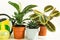 A group of popular potted house plants: Calathea, Maranta, Marantaceae, Haworthia, Ficus lirata, Benjamin, Echeveria. Growing