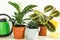 A group of popular potted house plants: Calathea, Maranta, Marantaceae, Haworthia, Ficus lirata, Benjamin, Echeveria. Growing