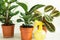 A group of popular potted house plants: Calathea, Maranta, Marantaceae, Haworthia, Ficus lirata, Benjamin, Echeveria. Growing