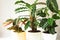 A group of popular potted house plants: Calathea, Maranta, Marantaceae, Haworthia, Ficus lirata, Benjamin, Echeveria. Growing