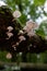 Group of porcelain fung & x28;mucidula mucida& x29; on a dead beech tree