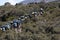 Group of porters Kilimanjaro