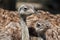 Group portrait of african ostrich close up. Selective focus