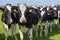 Group portrait of curious calves in meadow