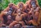 Group portrait of a cute group of orangutans.