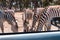 Group portrait of eating from the ground Zebras.