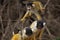 Group portrait of Golden Squirrel Monkey Saimiri sciureus playing on branch, Bolivia