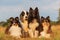 Group portrait of shelties and cocker spaniel