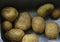 Group potato on wooden background