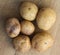 Group potato on wooden background