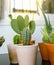 A group of potted cactus plant. Collection of succulents plant in pot on table. Cactus lover