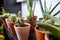 A group of potted cactus plant. Collection of succulents plant in pot on table. Cactus lover