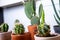 A group of potted cactus plant. Collection of succulents plant in pot on table. Cactus lover