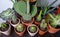 A group of potted cactus plant. Collection of succulents plant in pot on table. Cactus lover