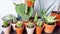 A group of potted cactus plant. Collection of succulents plant in pot on table. Cactus lover