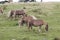 Group of pottoka horses.